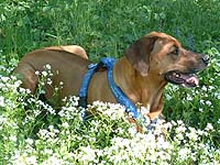 Der Hund der Kräutersammlerin inmitten blühender Brunnenkresse (2007)